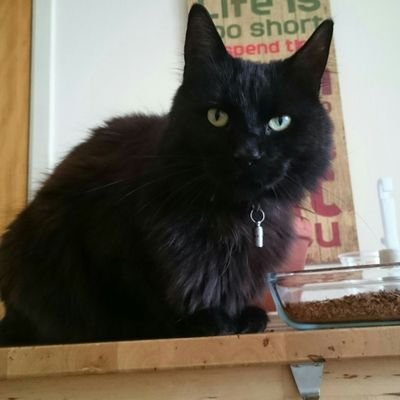 callecorvette's profile picture. Närodlat, närproducerat är framtiden. Därför är allsvenskan världens bästa liga och MFF världens finaste och bästa lag.