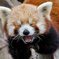Makeda (@sauconykid) 's Twitter Profile