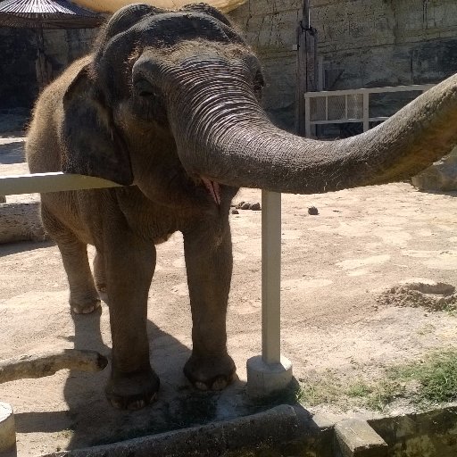 CindyWines1's profile picture. I love all animals and do whatever I can to be their voice. They are defenseless and need our help! I have 4 rescue goats, 9 rescue cats & 3 dogs and 5 chicks.