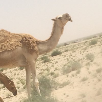 المنطقة ألغربيه ً الطايف