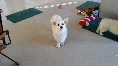 cactuswrendo's profile picture. 