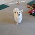 corgis rule (@cactuswrendo) Twitter profile photo corgis rule (@cactuswrendo) Twitter profile photo