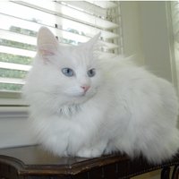 Spicy the Cat (@spicyandfriends) 's Twitter Profile