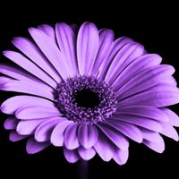 Adrenochrome (@announceful7) 's Twitter Profile Photo