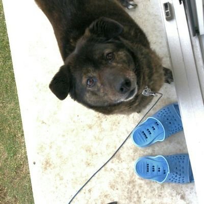 ティオ 甲斐犬 雑種 Thittya Twitter