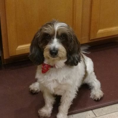 bgry06's profile picture. Interested in following others for entertainment/education/animal pictures.
