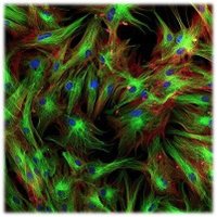 BioMedSci Warwick (@bmsatwarwick) 's Twitter Profile