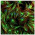 BioMedSci Warwick (@bmsatwarwick) Twitter profile photo BioMedSci Warwick (@bmsatwarwick) Twitter profile photo
