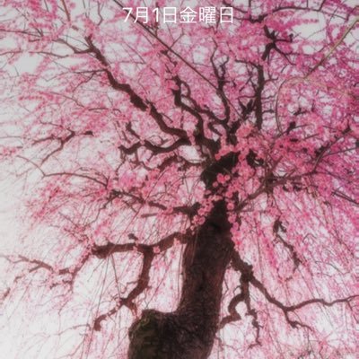 朋美(*´∀`)♪さんのプロフィール画像