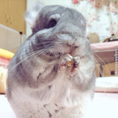 ぴーたんさんのプロフィール画像