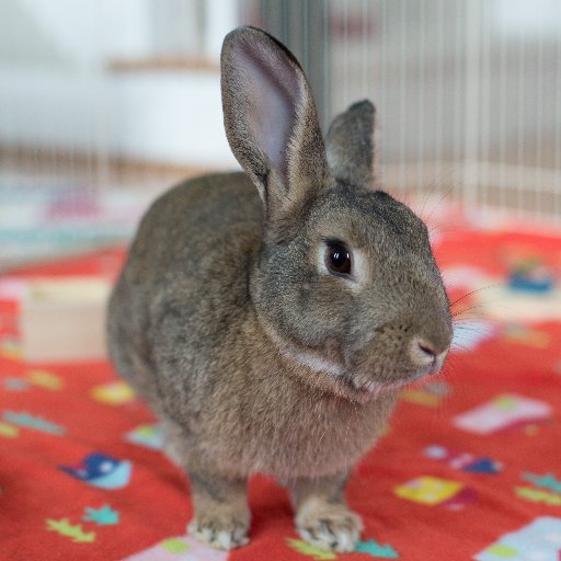 trianglepaws's profile picture. North Carolina's most celebrated digital pet magazine.  Serving Raleigh-Durham-Chapel Hill and beyond.  Helping you create a better life for your pets.