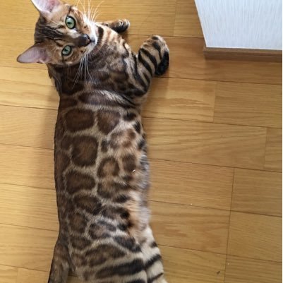 777kurotin's profile picture. 無線屋さんやってます。兼業スロッター。