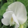 sweetpeasociety's profile picture. Home of The National Sweet Pea Society. Follow us for information on Sweet Peas, lathryrus species and the activities of the Society https://t.co/E2NnbxRq0m