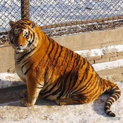 We're killing all the damn megafauna. Sick little climate freak. All my sports teams hate me and wish me death