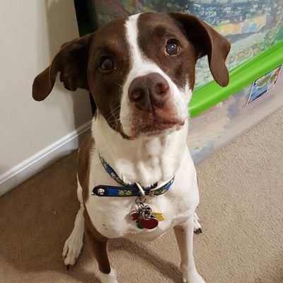 Rebelbisonis's profile picture. Printmaker, Sculptor, Photographer, Thing maker and admirer, insomniac and much, much more!