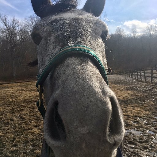 I'm a pony with big horse aspirations. I'm playful, like to bite, & looking for mares. Feed me some carrots and scratch my ears. I like long rides on the beach.