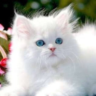 mokee_77's profile picture. 