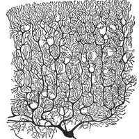 Jesse Gilmer (@parallelfibers) 's Twitter Profile