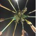 Montreat Women's Lax (@montreatwlax) Twitter profile photo Montreat Women's Lax (@montreatwlax) Twitter profile photo