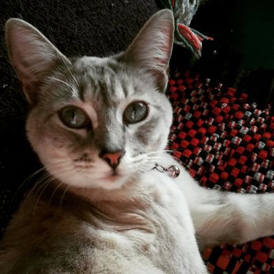 maria_saky's profile picture. Just hangin'
メキシコ人。

#QuédateEnCasa



Cuenta alterna: @SakyMaria