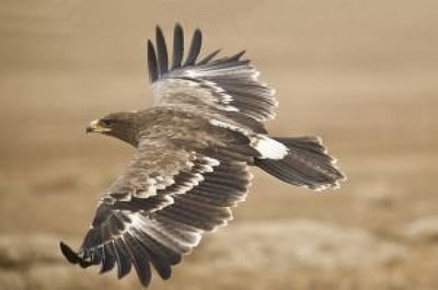 Aguila no casa mosca