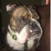 Beau the Bulldog (@beautheengbully) Twitter profile photo Beau the Bulldog (@beautheengbully) Twitter profile photo