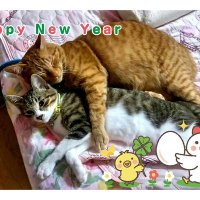 ひまわりです。猫2匹と柴犬メスがいます (@umiloveloveryuu) 's Twitter Profile
