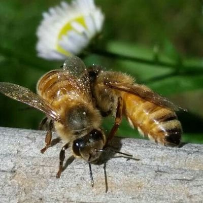 Bee lover, small honey producer in CT #apiary, #beekeeper, #environmentalist #SaveTheHoneybees #FFAsupporter 
Check us out at https://t.co/w2nlG1mlM6