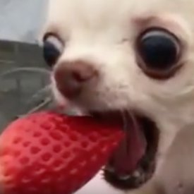 newtgats's profile picture. a family can just be three dogs