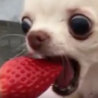 hootenanny (@newtgats) 's Twitter Profile