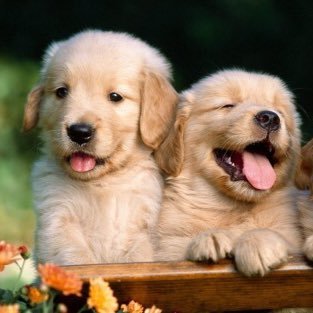 Daily puppy pictures