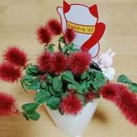 caramel (@rikio0821) 's Twitter Profile Photo caramel (@rikio0821) 's Twitter Profile Photo