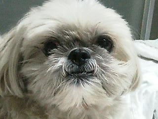 Q9Lion's profile picture. Twitterたまに使います。大好きなﾐｭｰｼﾞｼｬﾝ(米米･ｼｬ乱Q他)や自分の好きな方々をﾌｫﾛｰしてます！知人じゃない人、勝手にﾌｫﾛﾜｰになるのは止めて!