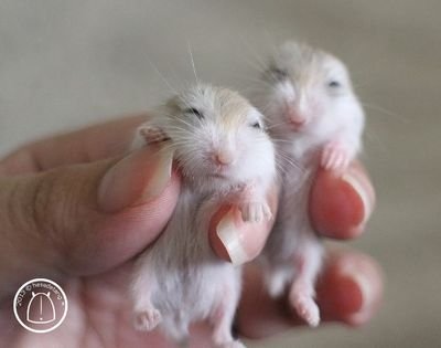 yungcesar91's profile picture. 