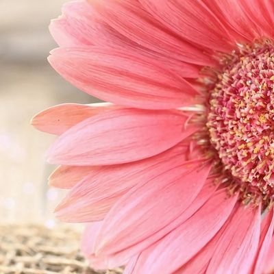 XsanniejX's profile picture. ❤ Senna 🐈 ♡ Muppet 🐈 ♡ Queen 🐶 ♡ Gibbs 🐈 ♡ ❤