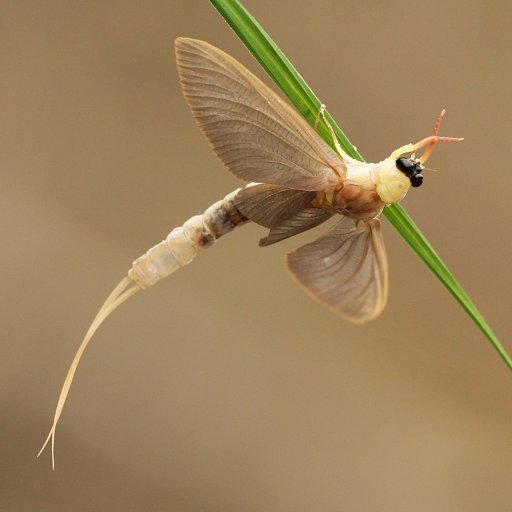 Palingenia longicauda is an aquatic insect in the order Ephemeroptera.It is known as the Tisa or Tisza mayfly after the European Tisza river where it is found.