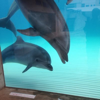 見て・触れて・楽しく学べる、体験・体感型の水族館です。美しい日本海に面し、東尋坊や芝政ワールドもすぐ近くにあります。