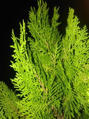 SirmanDnx's profile picture. simpel tapi pasti