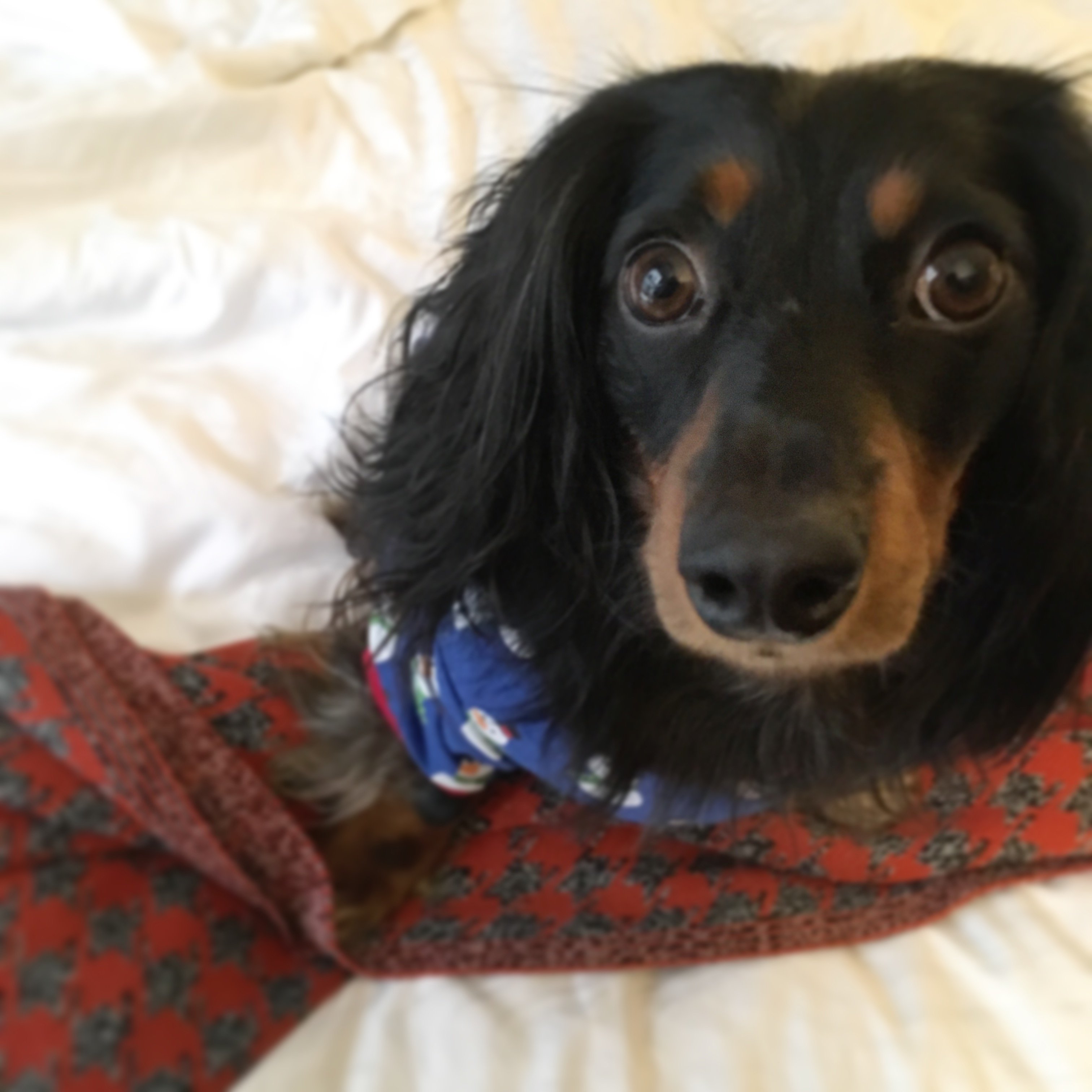 eehunt's profile picture. 🐾🐾🤦🏻‍♀️ 🦜🦜 🖤BLM🖤 vote 💙.