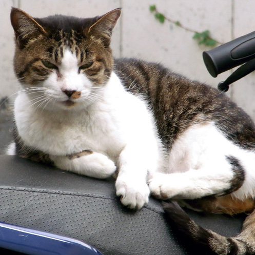 乾ぬいぬ。秋葉原辺りを漂流。古い建物、猫、廃墟に反応。猫写真等を載せてます。「この世界の片隅に」応援。キミコエさよ朝若おかみ、ジョゼ虎アイうたポンポさん。なお、素敵なイラストを描かれるnuinuさんとは無関係です。