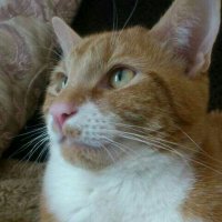 Bodie (@bodiethekat) 's Twitter Profile Photo Bodie (@bodiethekat) 's Twitter Profile Photo