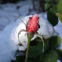 Rosalind F- (@rosalindf_) 's Twitter Profile