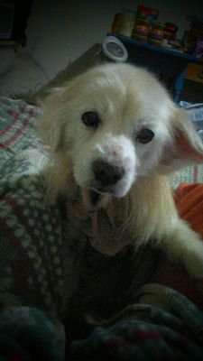 animal rights. vegan, all animals all the time,a little crazy over dogs.no kill shelters.
