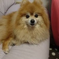 KIYOMI (@kiyomi50373584) Twitter profile photo