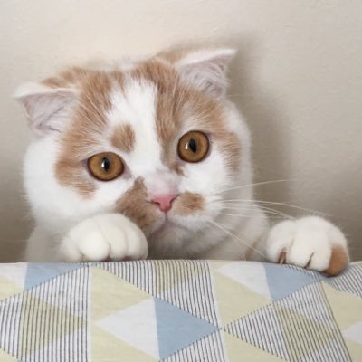 ホイップ ねこ休み展 Hoippu 0722 Twitter