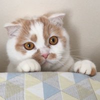 ホイップ@ねこ休み展 (@hoippu_0722) 's Twitter Profile Photo ホイップ@ねこ休み展 (@hoippu_0722) 's Twitter Profile Photo