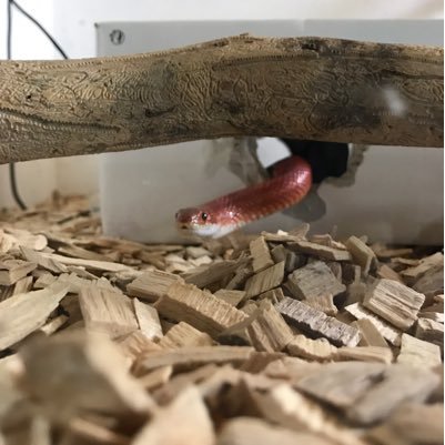 ReguisV's profile picture. 