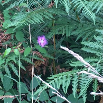 hortensia261's profile picture. “Do good and good will come your way”