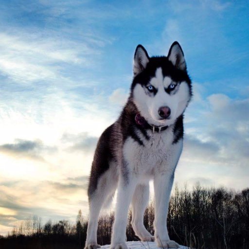 dejanmisic91's profile picture. 