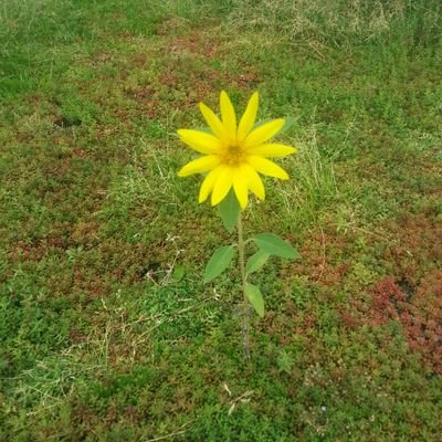 Dachbegruener's profile picture. Dachbegrüner mit grünem Daumen